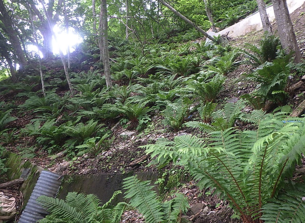 市川の沢復旧治山工事